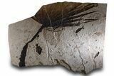 Fossil Palm and Fish Mural - Insect Predation On Palm! #380234-1